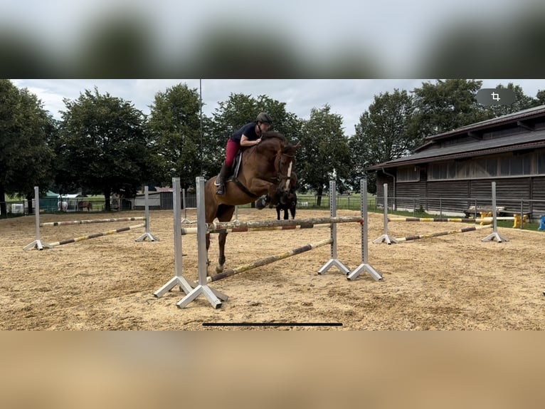 Hannoveraner Wallach 7 Jahre 167 cm Dunkelfuchs in Marktoberdorf