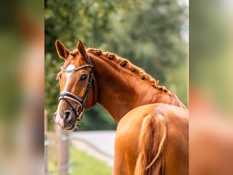 Hannoveraner Wallach 7 Jahre 167 cm Fuchs in Gleichen
