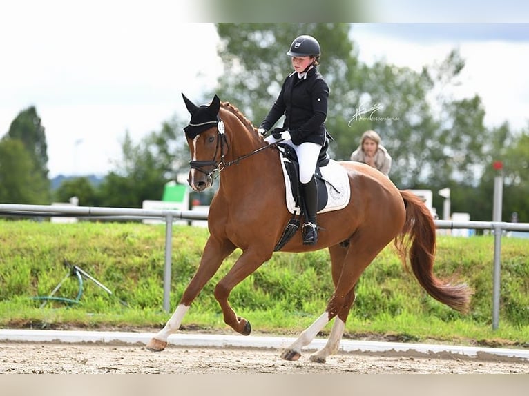 Hannoveraner Wallach 7 Jahre 167 cm Fuchs in Usingen
