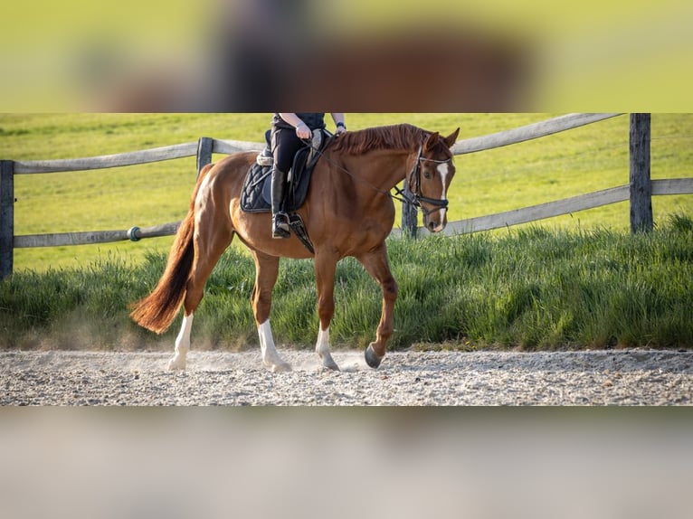 Hannoveraner Wallach 7 Jahre 167 cm Fuchs in Usingen
