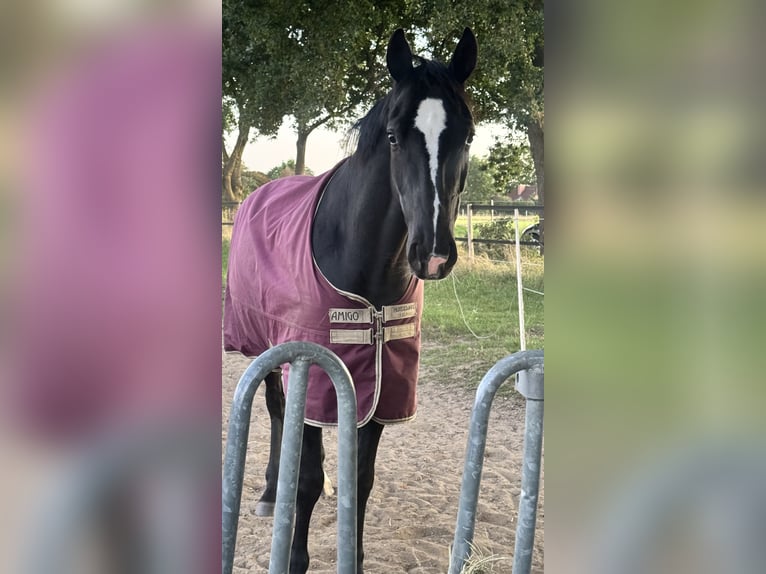 Hannoveraner Wallach 7 Jahre 167 cm Rappe in Fredenbeck