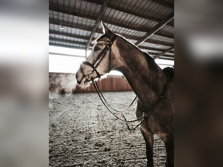 Hannoveraner Wallach 7 Jahre 167 cm Schimmel in Hattingen