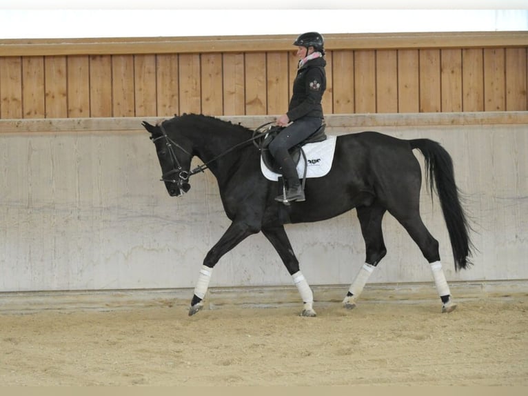 Hannoveraner Wallach 7 Jahre 167 cm Schwarzbrauner in Wellheim
