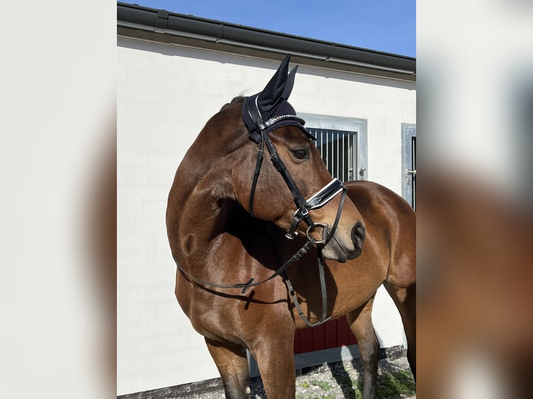 Hannoveraner Wallach 7 Jahre 168 cm Brauner in Langelsheim