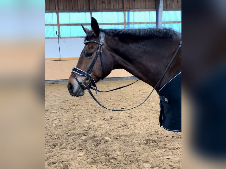 Hannoveraner Wallach 7 Jahre 168 cm Brauner in Langelsheim