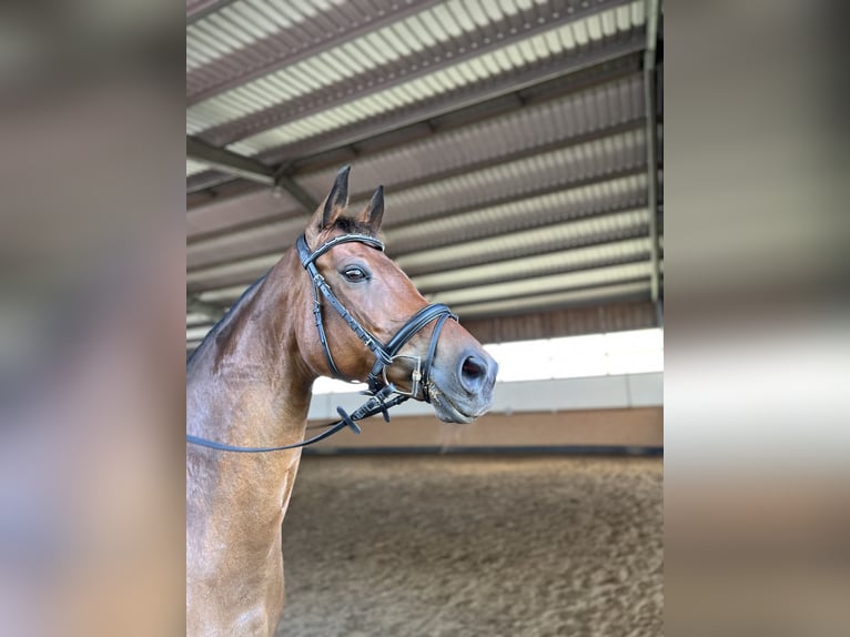 Hannoveraner Wallach 7 Jahre 168 cm Brauner in Langelsheim
