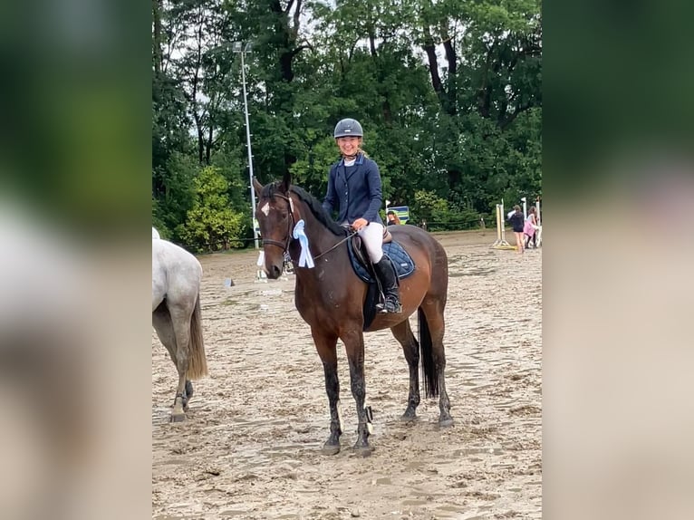 Hannoveraner Wallach 7 Jahre 168 cm Brauner in Braunschweig