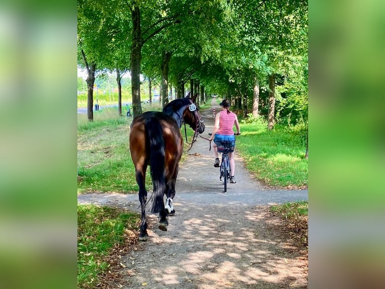Hannoveraner Wallach 7 Jahre 168 cm Brauner in Braunschweig