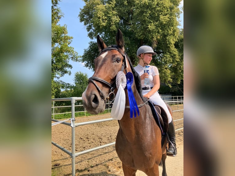 Hannoveraner Wallach 7 Jahre 168 cm Brauner in Braunschweig