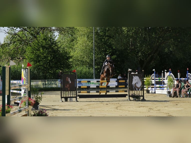 Hannoveraner Wallach 7 Jahre 168 cm Brauner in Braunschweig