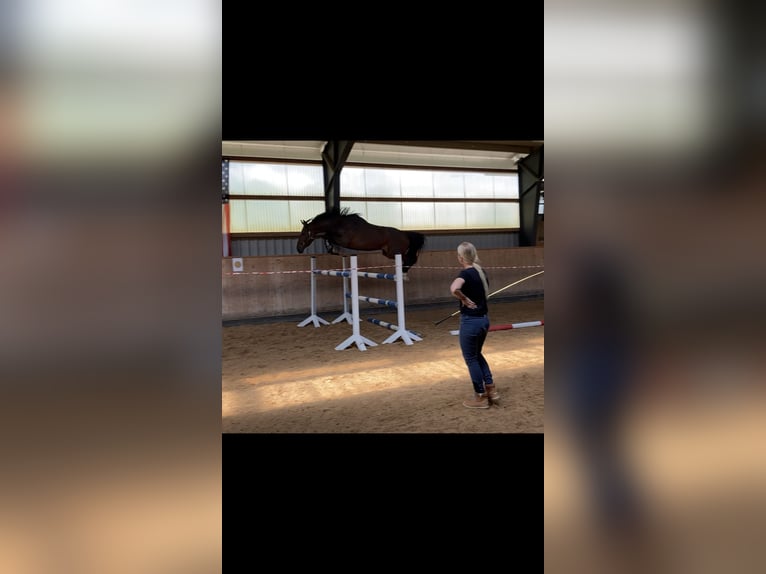 Hannoveraner Wallach 7 Jahre 168 cm Brauner in Leutershausen