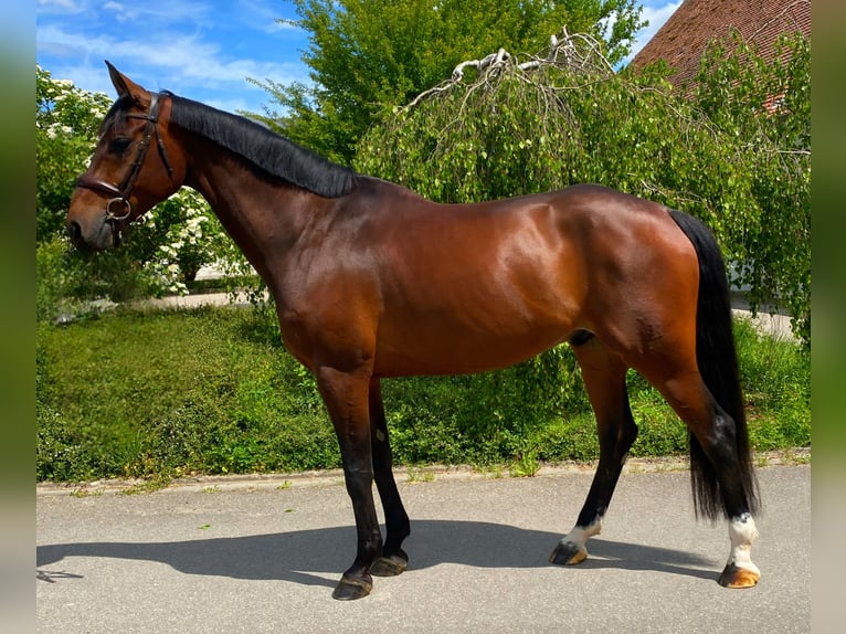 Hannoveraner Wallach 7 Jahre 168 cm Brauner in Leutershausen