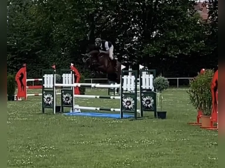 Hannoveraner Wallach 7 Jahre 168 cm Brauner in Leutershausen