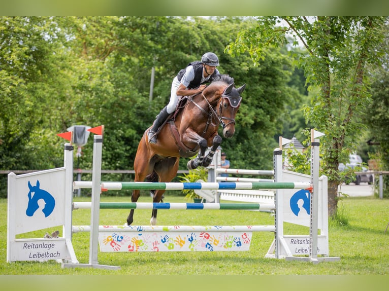 Hannoveraner Wallach 7 Jahre 168 cm Brauner in Leutershausen