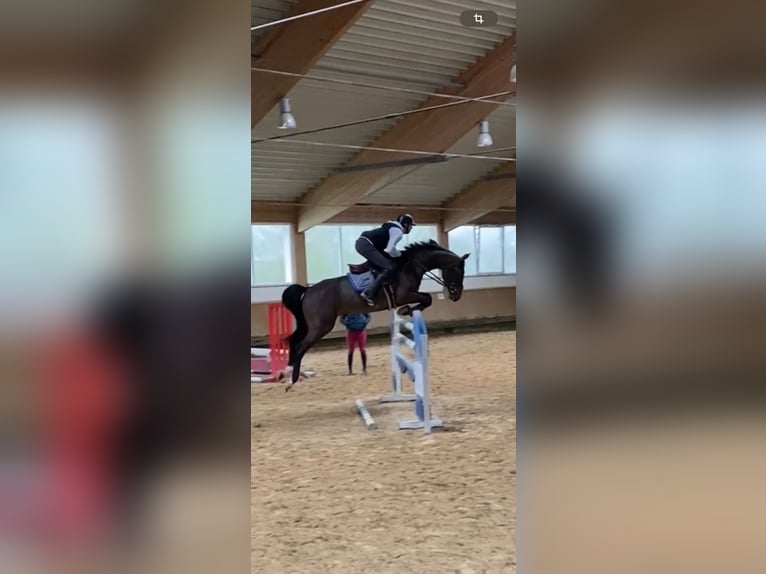 Hannoveraner Wallach 7 Jahre 168 cm Brauner in Leutershausen