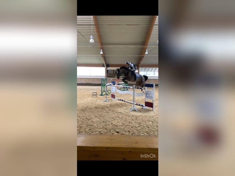 Hannoveraner Wallach 7 Jahre 168 cm Brauner in Leutershausen