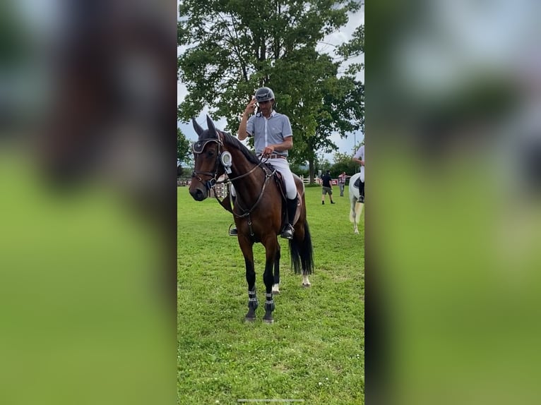 Hannoveraner Wallach 7 Jahre 168 cm Brauner in Leutershausen