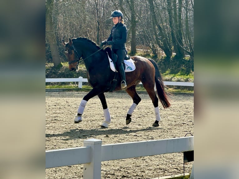 Hannoveraner Wallach 7 Jahre 168 cm Dunkelbrauner in Fleckeby