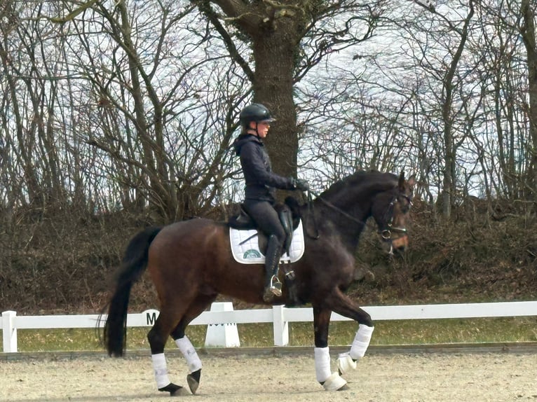Hannoveraner Wallach 7 Jahre 168 cm Dunkelbrauner in Fleckeby