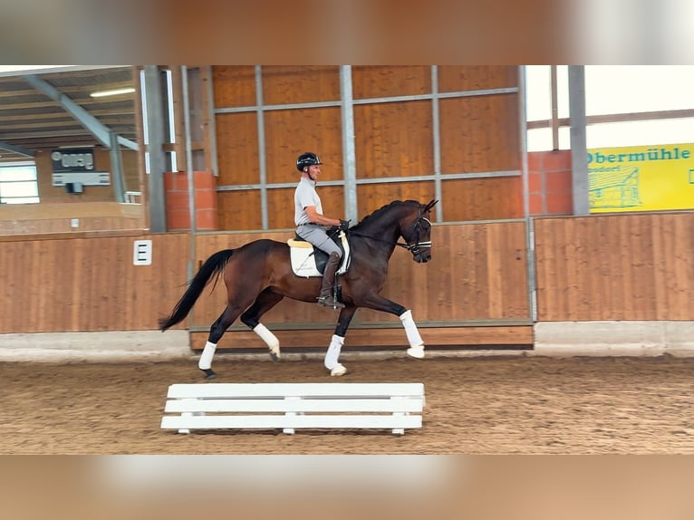 Hannoveraner Wallach 7 Jahre 168 cm Dunkelbrauner in Gleichen