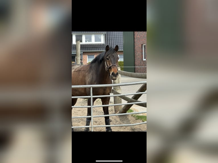 Hannoveraner Wallach 7 Jahre 168 cm Dunkelbrauner in Aurich