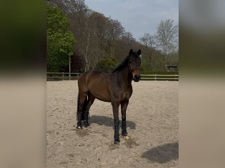 Hannoveraner Wallach 7 Jahre 168 cm Dunkelbrauner in Aurich