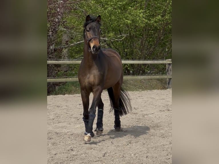 Hannoveraner Wallach 7 Jahre 168 cm Dunkelbrauner in Aurich