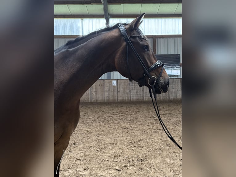 Hannoveraner Wallach 7 Jahre 168 cm Dunkelbrauner in Aurich