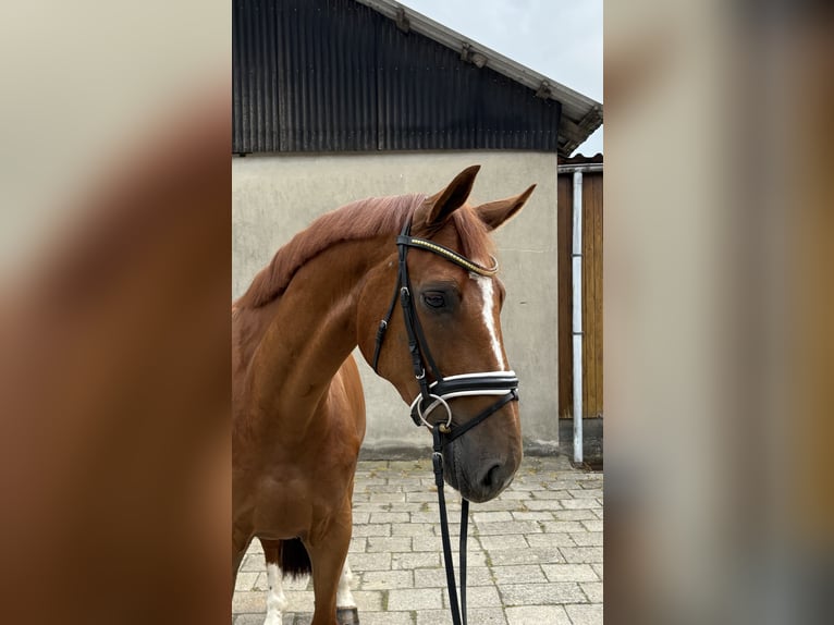 Hannoveraner Wallach 7 Jahre 168 cm Fuchs in Neuhaus an der Oste
