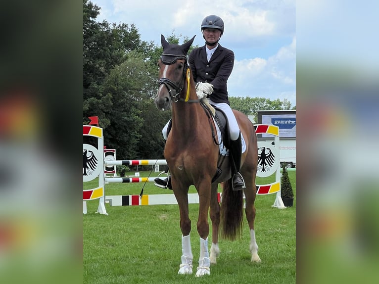 Hannoveraner Wallach 7 Jahre 168 cm Fuchs in Warendorf