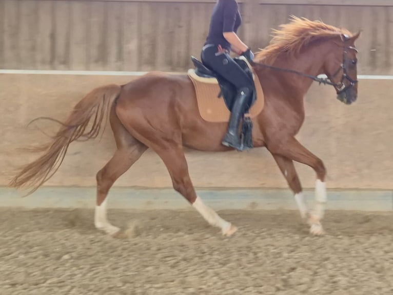 Hannoveraner Wallach 7 Jahre 168 cm Fuchs in Kreßberg