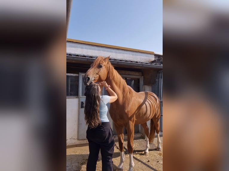 Hannoveraner Wallach 7 Jahre 168 cm Fuchs in Kreßberg
