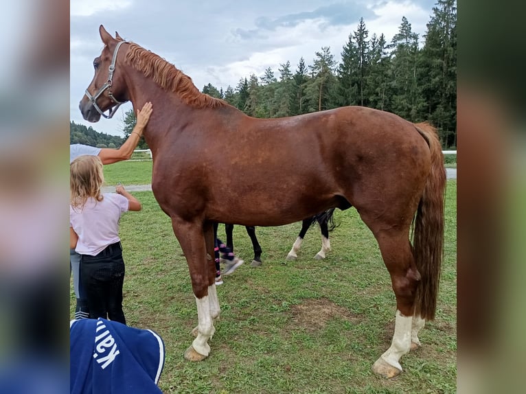 Hannoveraner Wallach 7 Jahre 168 cm Fuchs in Wirtschach