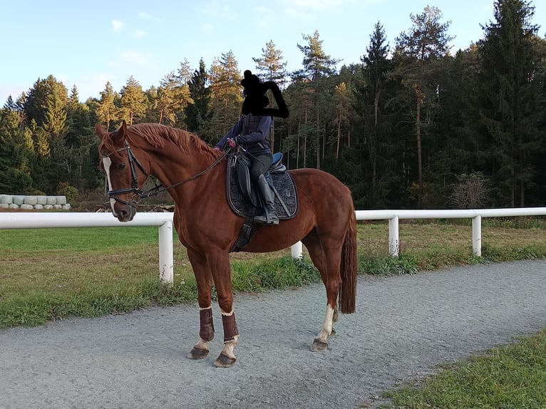 Hannoveraner Wallach 7 Jahre 168 cm Fuchs in Wirtschach