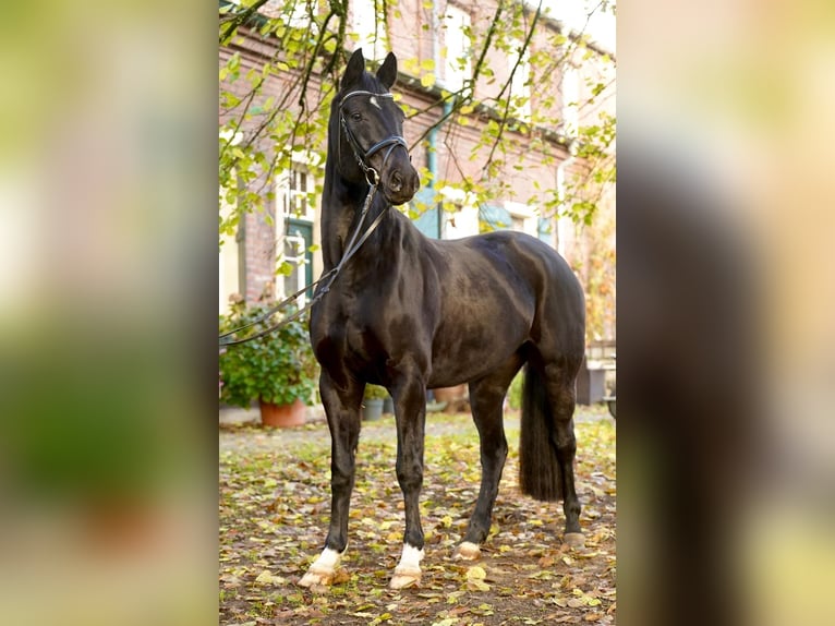 Hannoveraner Wallach 7 Jahre 168 cm Rappe in Dorsten