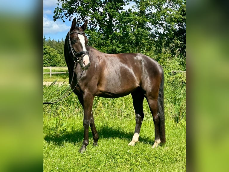 Hannoveraner Wallach 7 Jahre 168 cm Rappe in G&#xFC;by