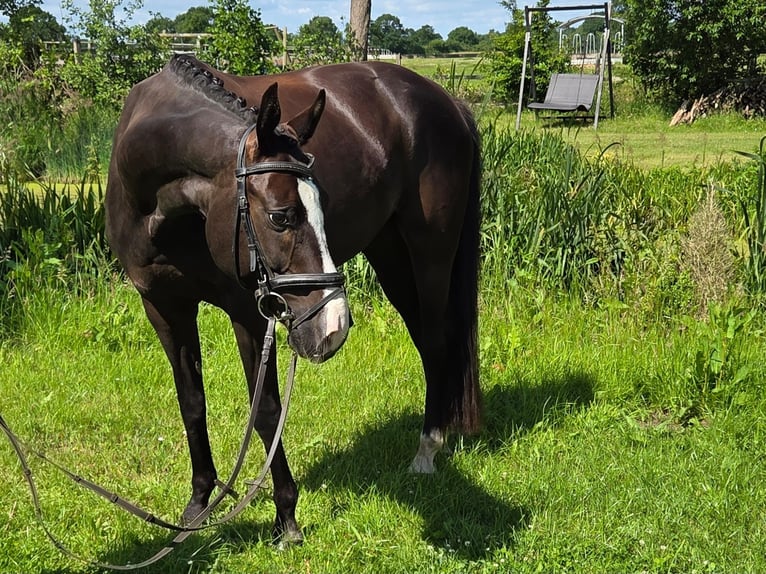 Hannoveraner Wallach 7 Jahre 168 cm Rappe in G&#xFC;by