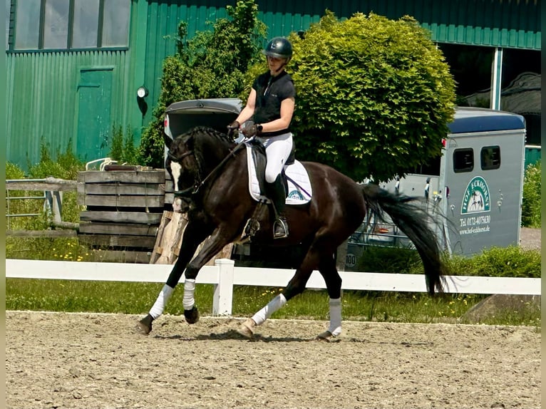 Hannoveraner Wallach 7 Jahre 168 cm Rappe in G&#xFC;by