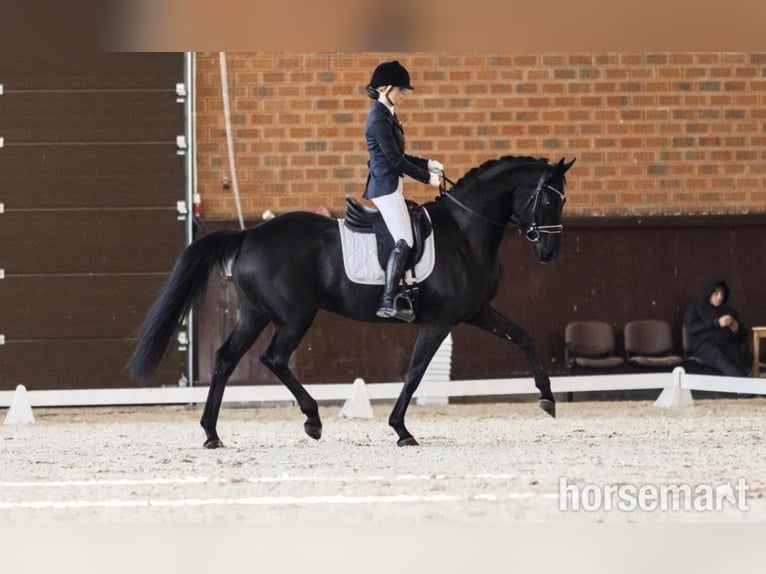 Hannoveraner Wallach 7 Jahre 168 cm Rappe in Warshaw