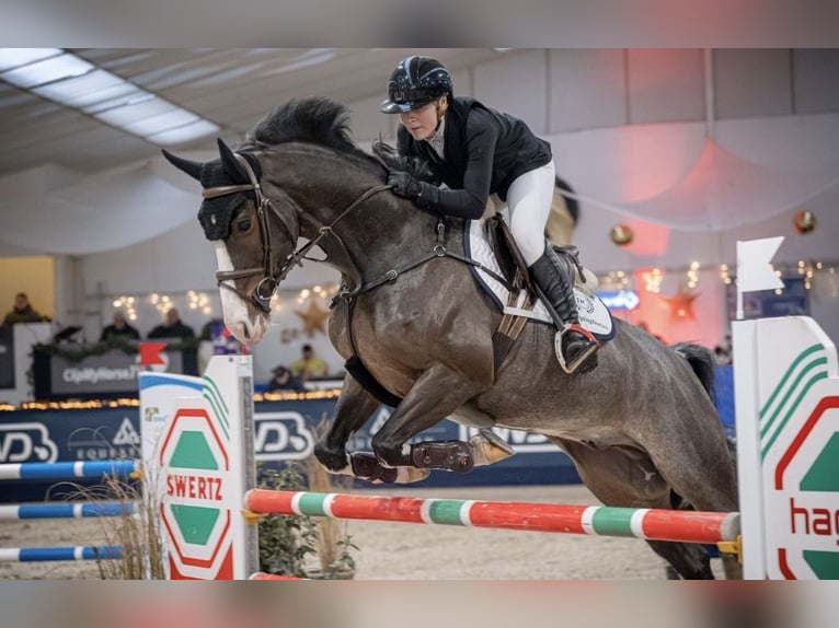 Hannoveraner Wallach 7 Jahre 168 cm in Horstmar