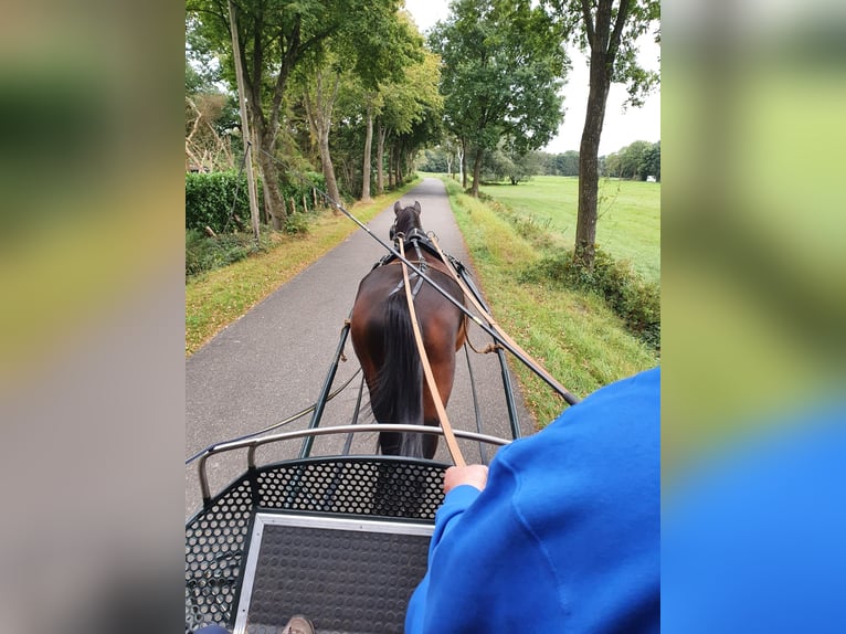 Hannoveraner Wallach 7 Jahre 169 cm Brauner in Friedeburg