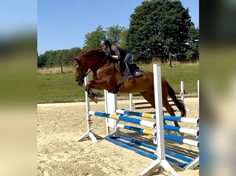 Hannoveraner Wallach 7 Jahre 169 cm Fuchs in Heiligenhaus
