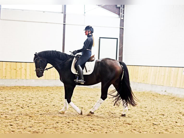 Hannoveraner Wallach 7 Jahre 169 cm Schwarzbrauner in Kempen