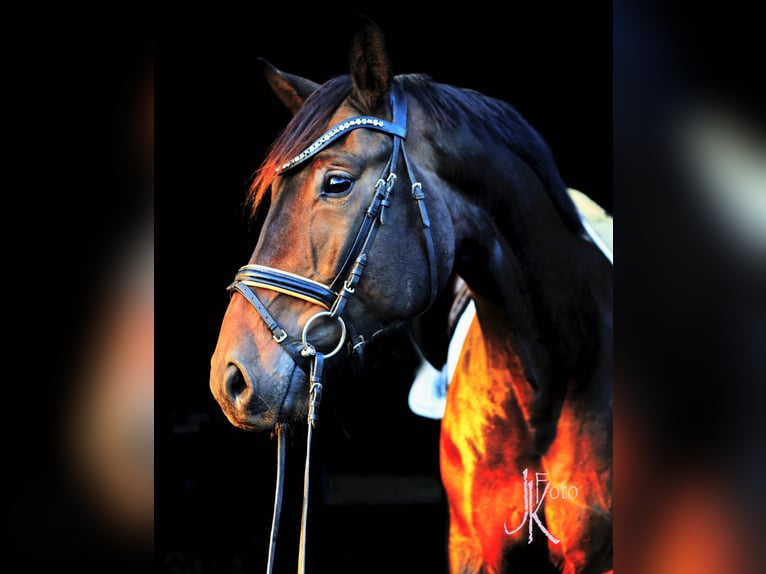 Hannoveraner Wallach 7 Jahre 169 cm Schwarzbrauner in Kempen