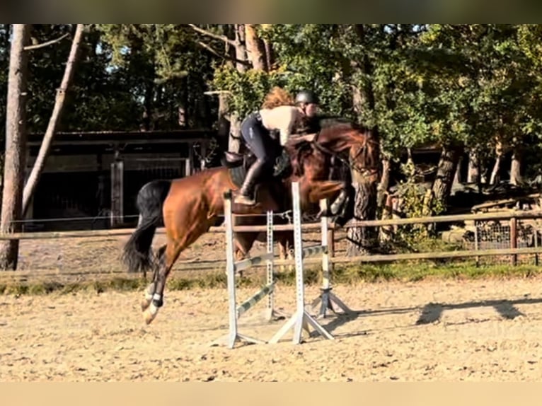Hannoveraner Wallach 7 Jahre 170 cm Brauner in Gnarrenburg