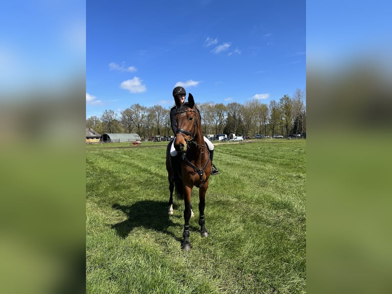 Hannoveraner Wallach 7 Jahre 170 cm Brauner in Gnarrenburg