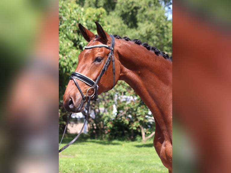 Hannoveraner Wallach 7 Jahre 170 cm Brauner in Selsingen