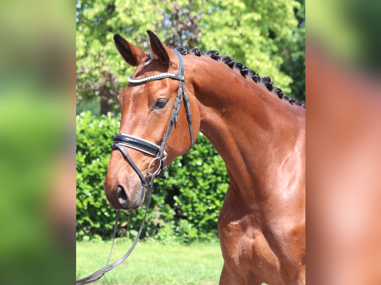 Hannoveraner Wallach 7 Jahre 170 cm Brauner in Selsingen
