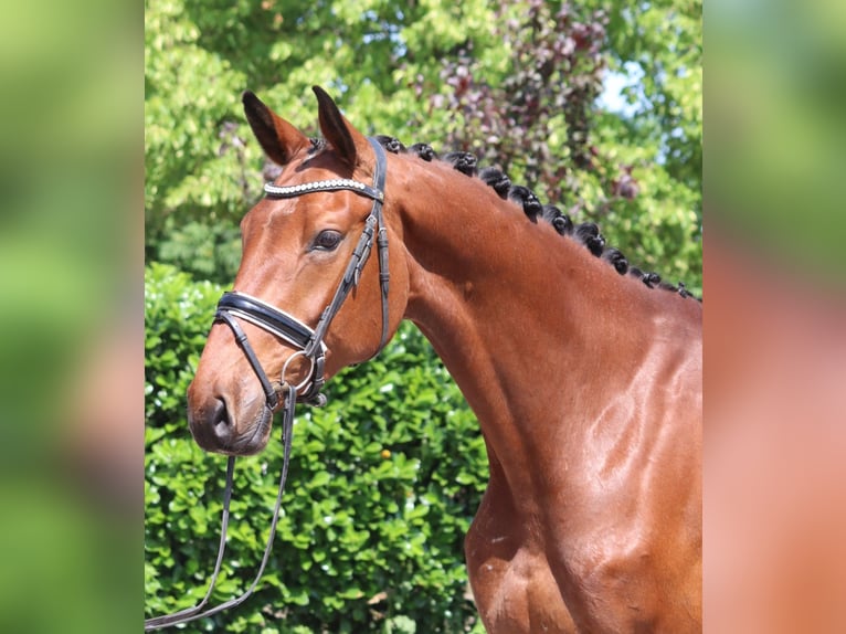 Hannoveraner Wallach 7 Jahre 170 cm Brauner in Selsingen