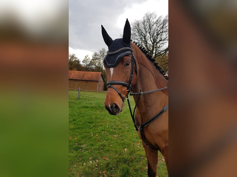 Hannoveraner Wallach 7 Jahre 170 cm Brauner in Beesten